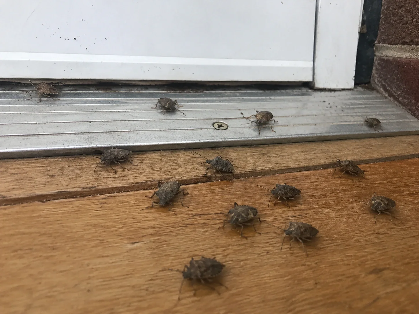 Quarterly Pest Protection service in Mount Pleasant, SC